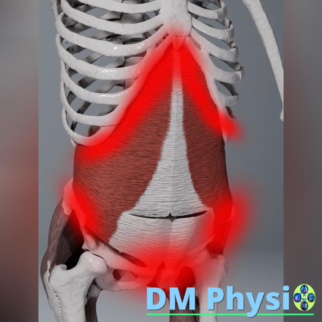 Изображение на напречен коремен мускул